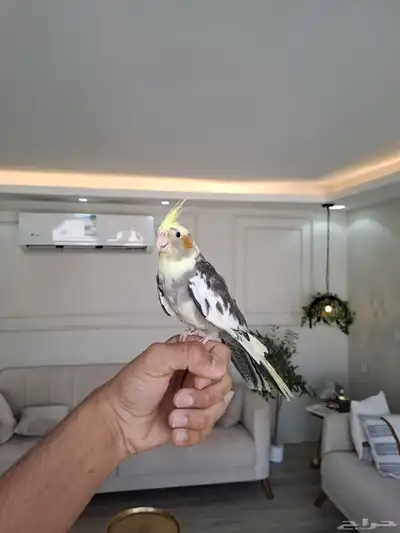 كرونات اليفه لاتفوتكم 18