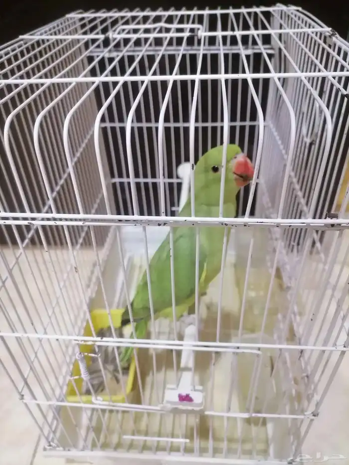 ببغاء دره هندي 0