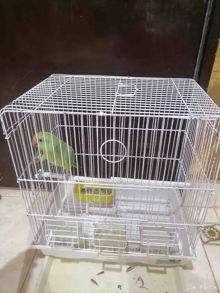 ببغاء دره هندي 1