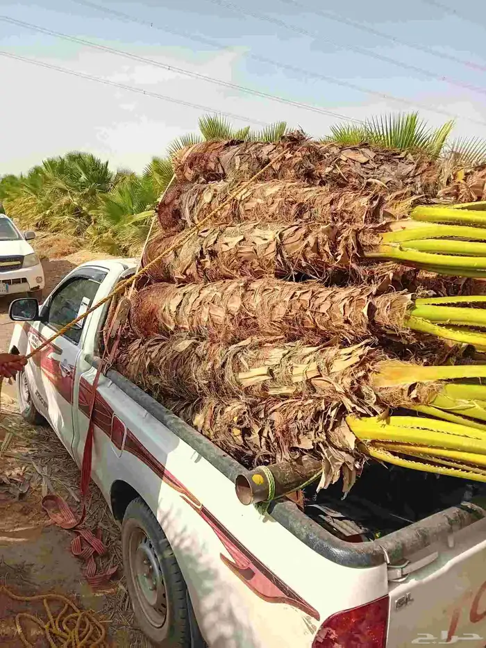 يوجد لدينا جميع أنواع النخيل الوشنطني 1