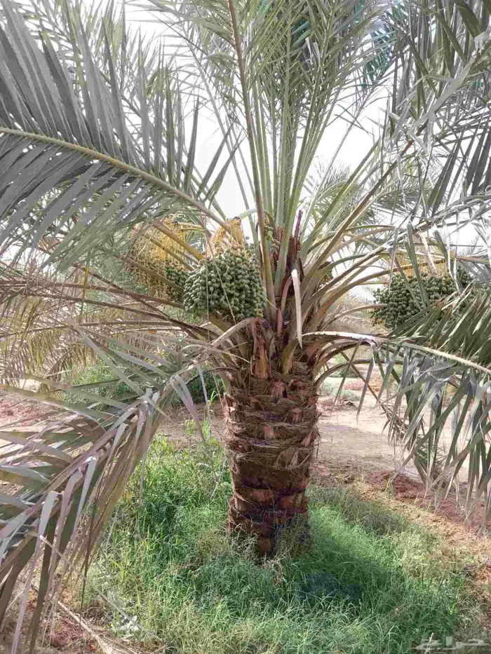 نخل مثمر للبيع مع التوصيل 6