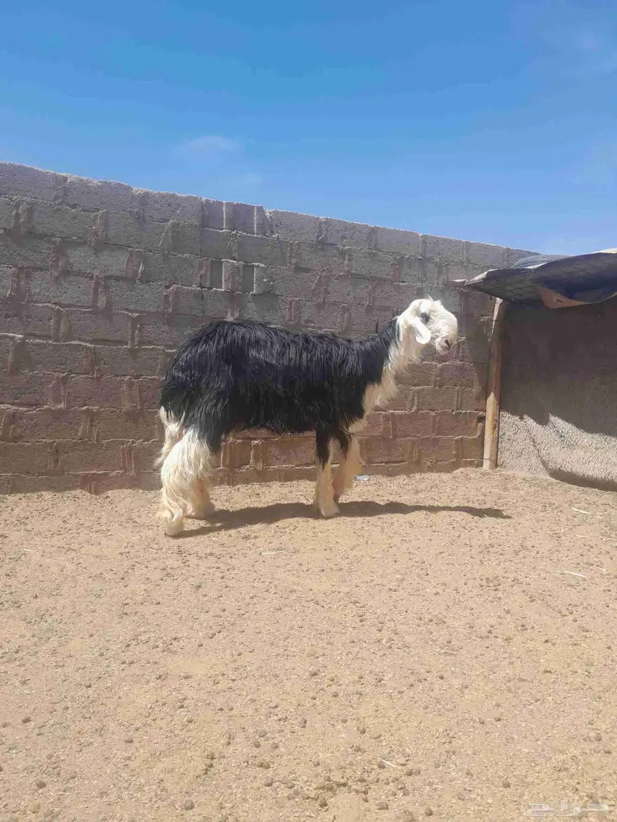 خروف نجدي فحل صنف اصنف 2