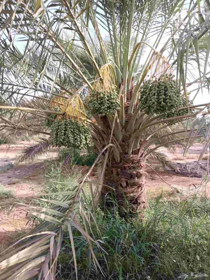 نخل مثمر للبيع مع التوصيل 5