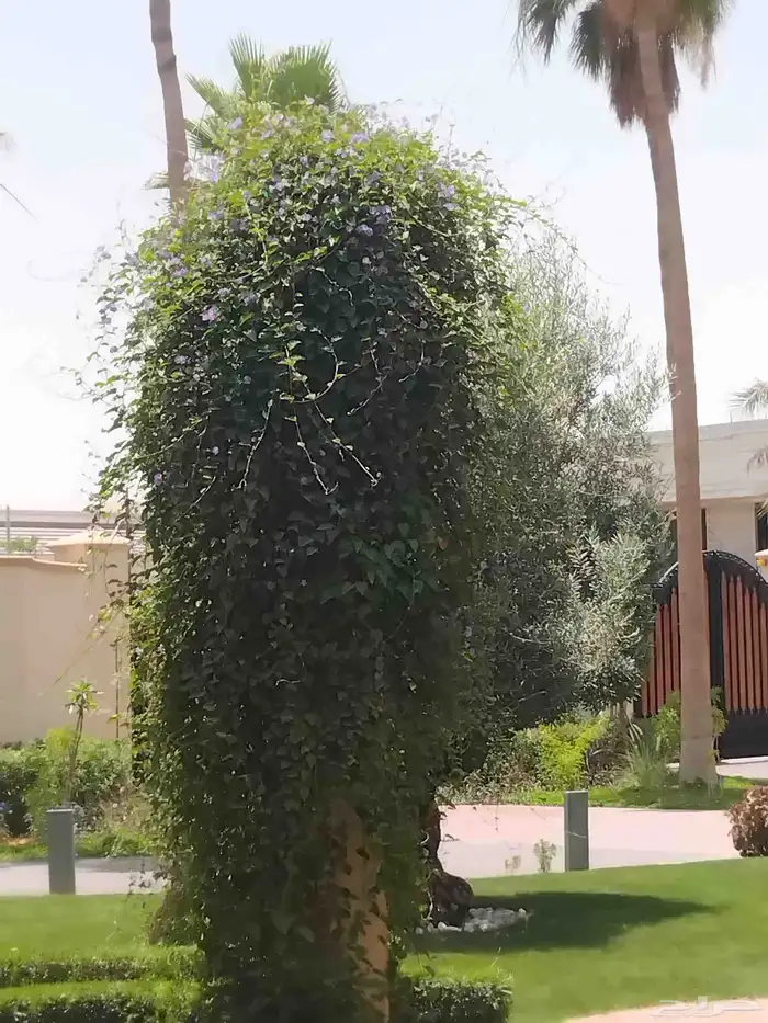 مشتل تنسيق الحديقه 3