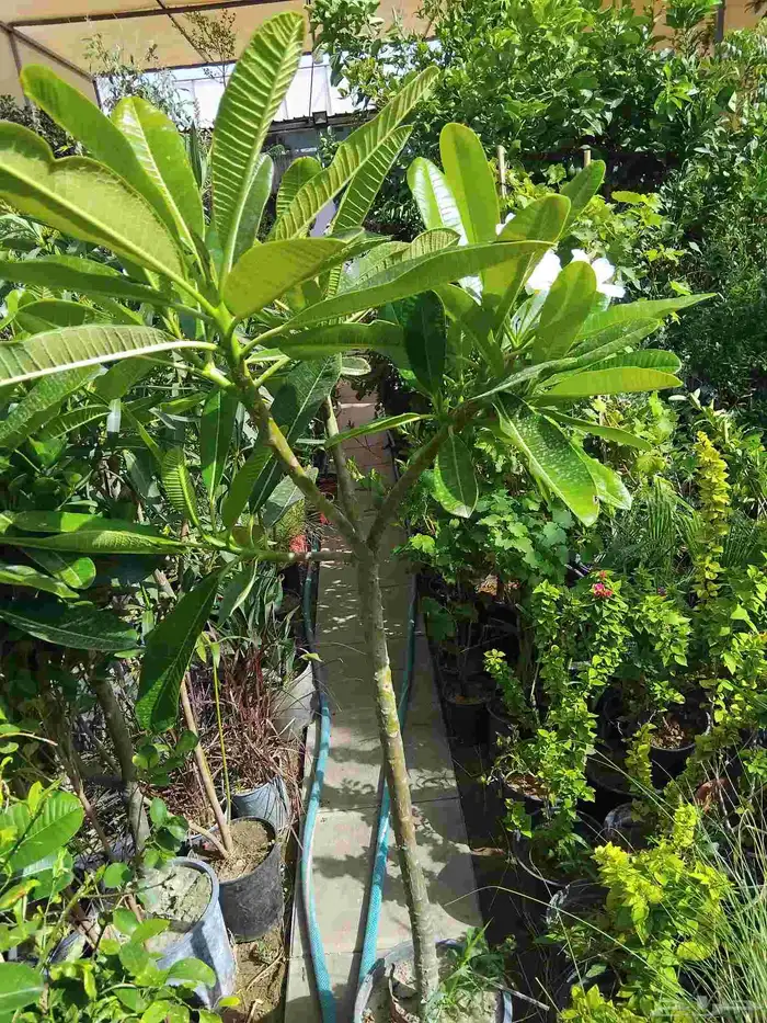 مشتل تنسيق الحديقه 6