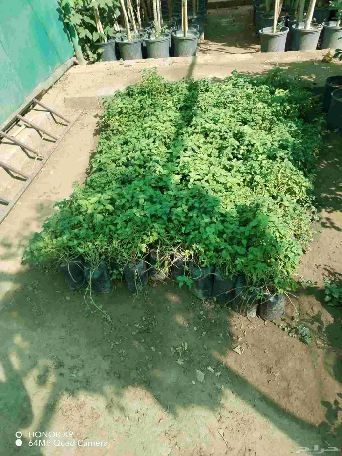 شتلات اشجار مثمره واشجار زينه 10