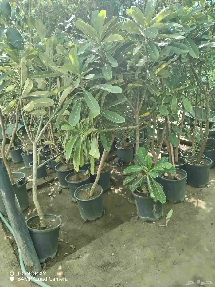 شتلات اشجار مثمره واشجار زينه 5