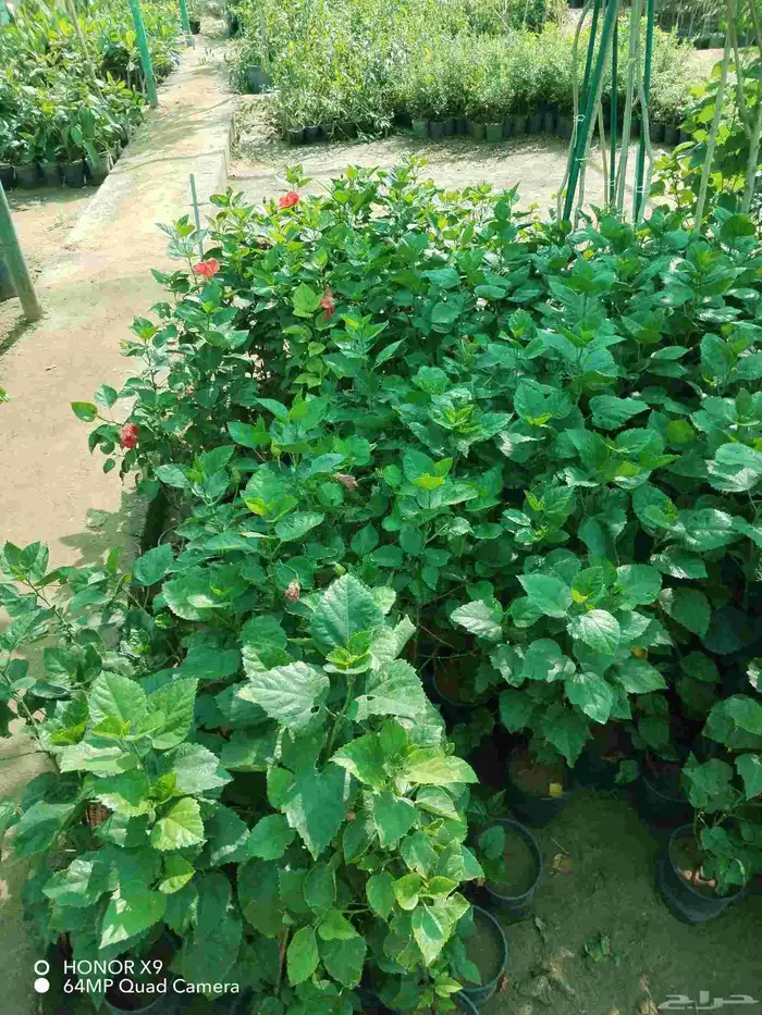 شتلات اشجار مثمره واشجار زينه 22