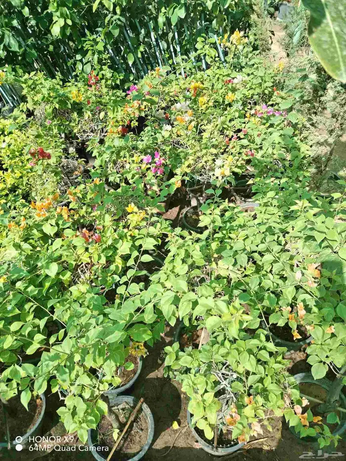 شتلات اشجار مثمره واشجار زينه 4