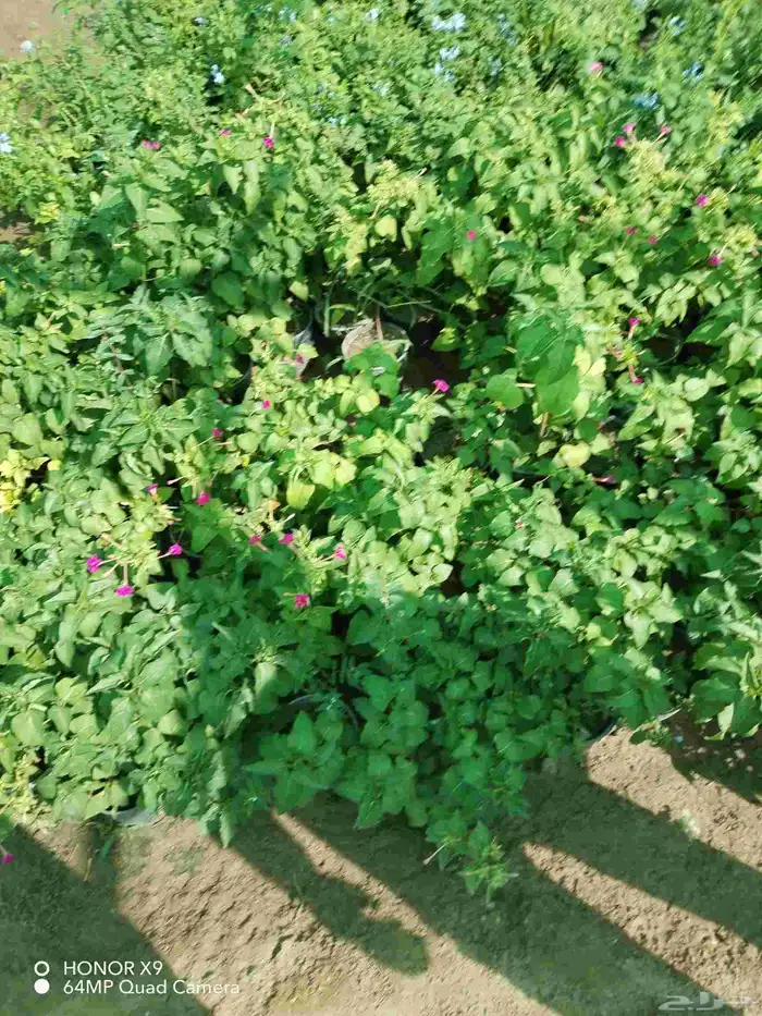 شتلات اشجار مثمره واشجار زينه 18