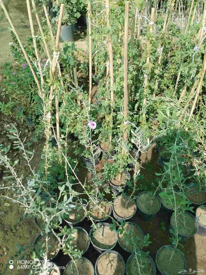 شتلات اشجار مثمره واشجار زينه 14