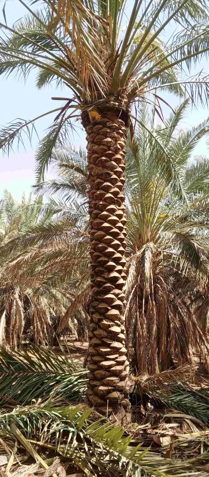 تكريب وتنظيف وشذاب نخل العربي ول واشنطونيا 2