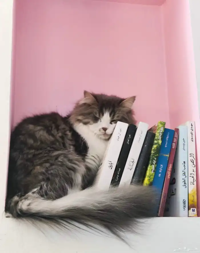 قطط اناث للتبني 7