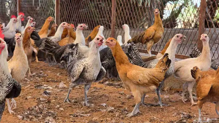 دجاج بلدي وفيومي بشاير 6