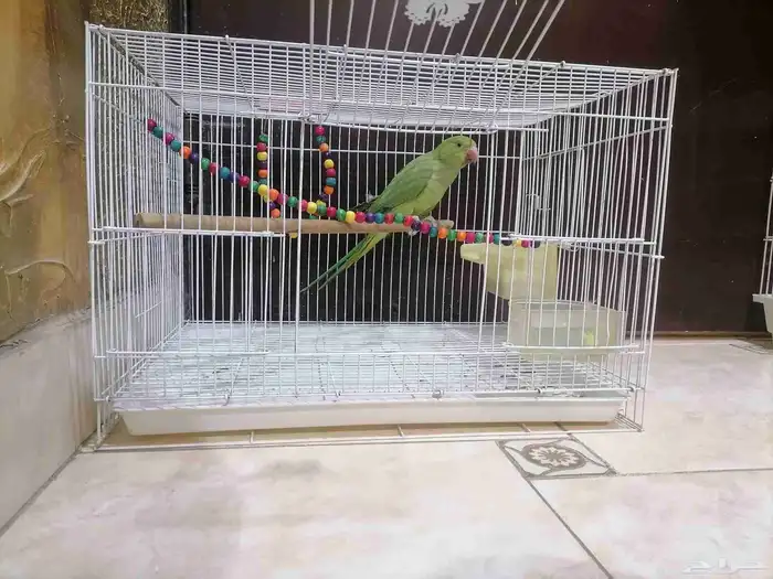 ببغاء دره هندي 0