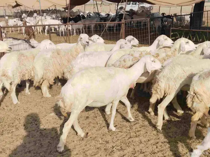 خلفات عددها 23 تحتها 17 4