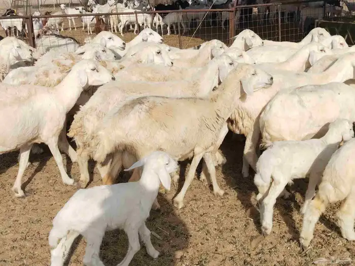 خلفات عددها 23 تحتها 17 2