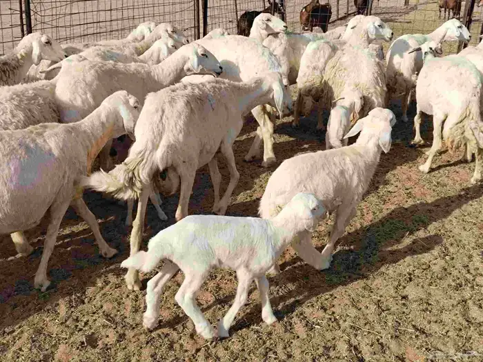 خلفات عددها 23 تحتها 17 5