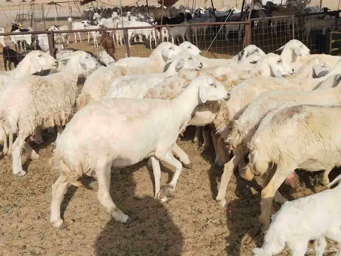 خلفات عددها 23 تحتها 17 3