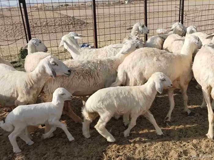 خلفات عددها 23 تحتها 17 8