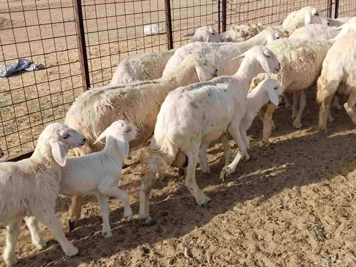 خلفات عددها 23 تحتها 17 6