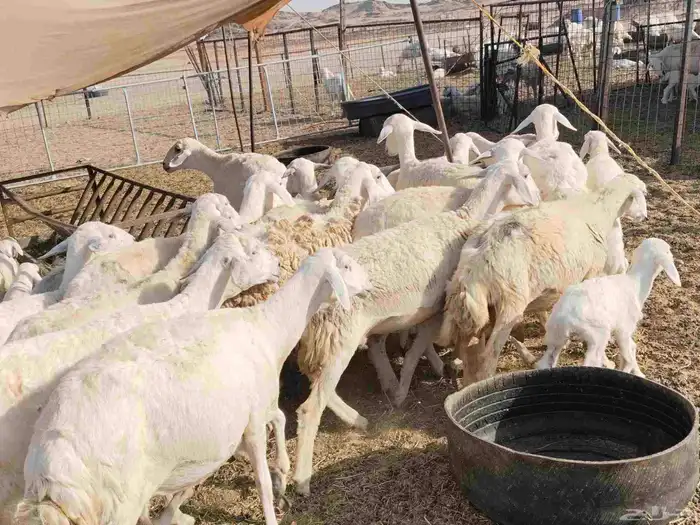 خلفات عددها 23 تحتها 17 1