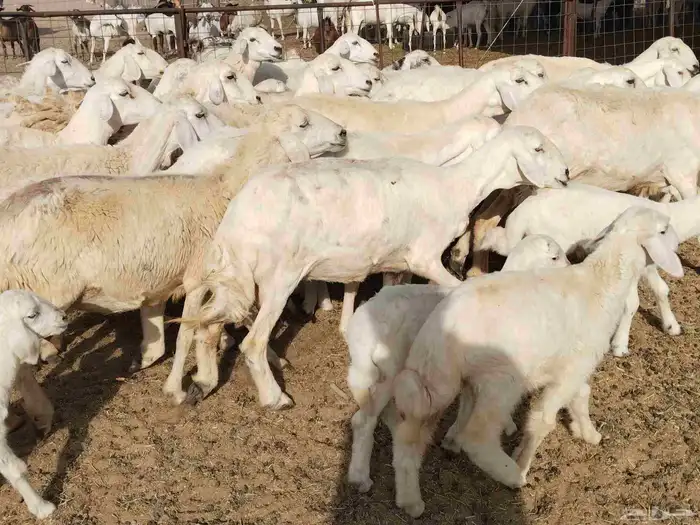 خلفات عددها 23 تحتها 17 7