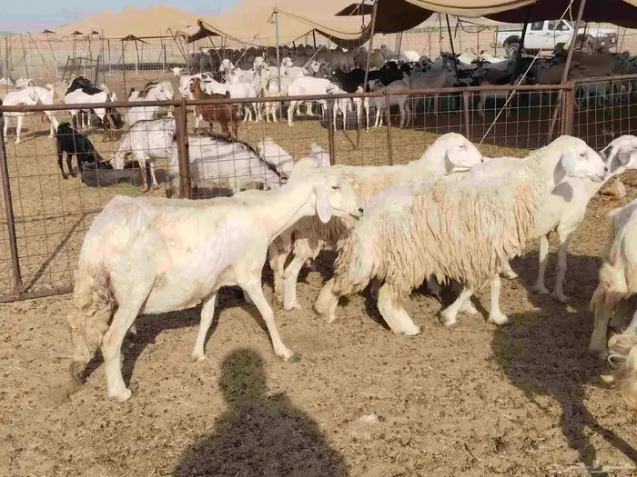 خلفات عددها 23 تحتها 17 0