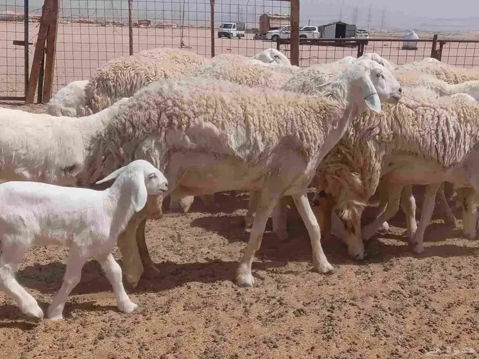ما شاء الله وتبارك الله أعرض لكم غنم حريات رخال خلفات 8