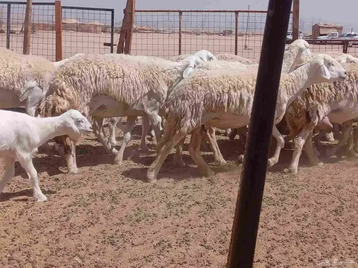 ما شاء الله وتبارك الله أعرض لكم غنم حريات رخال خلفات 11