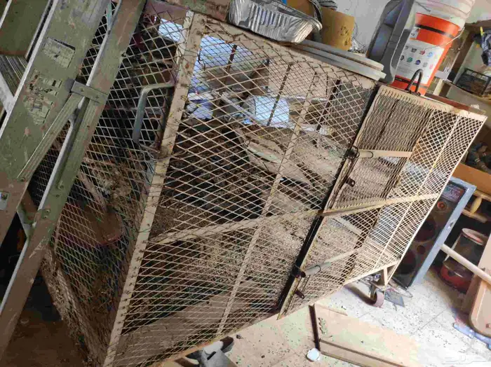 طيور زينة للبيع طيور منتجة 4