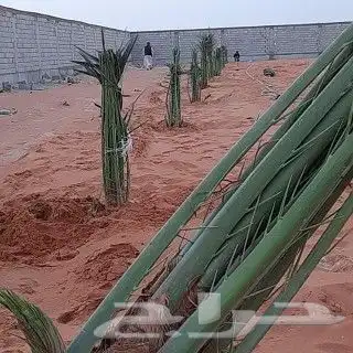 نقوم بصيانة في مجال النخيل تكريب .رش مبيدات .قلع وغرس الفساي 1