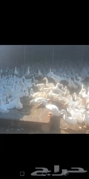 بط بكيني عمر 6 شهور 0