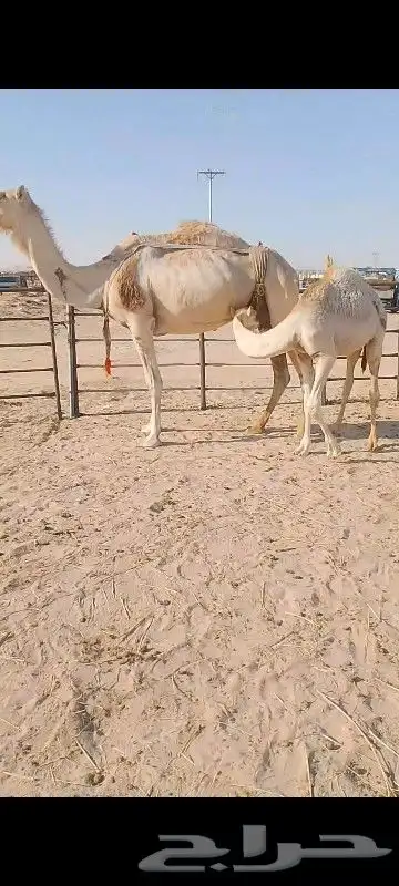خلف شقحا تحتها قعود وسلم العدريب ام رابع 1
