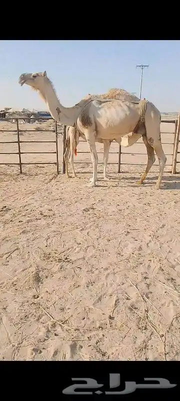 خلف شقحا تحتها قعود وسلم العدريب ام رابع 0