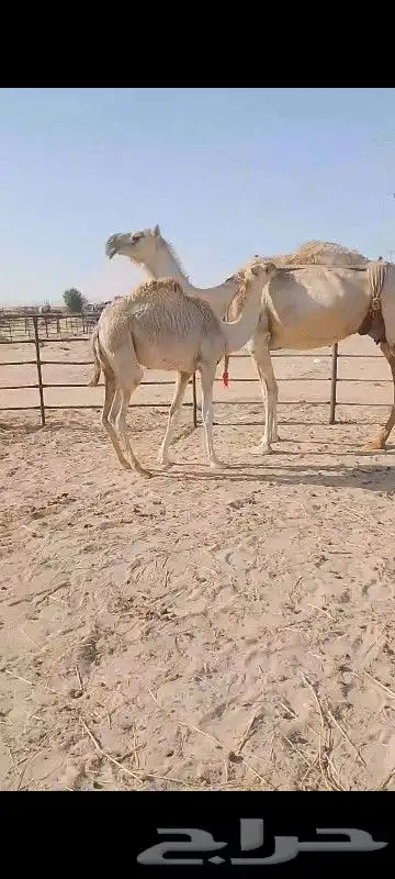 خلف شقحا تحتها قعود وسلم العدريب ام رابع 2