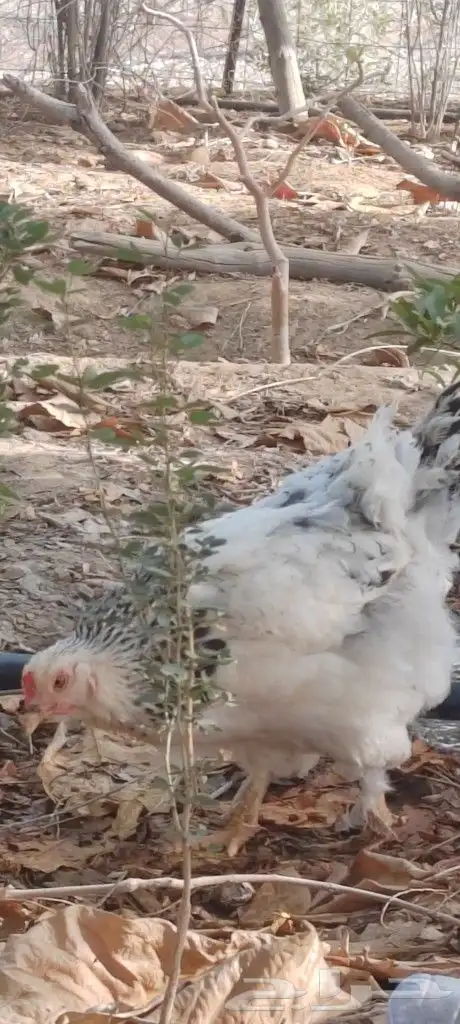 دجاج براهما للبيع 2