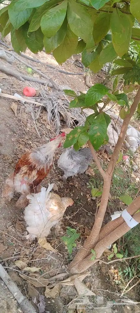دجاج براهما للبيع 3
