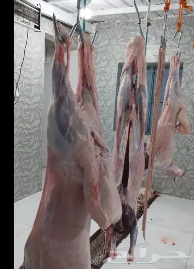 خرفان حريات ماشاء الله تبارك الله للبيع أعمارها من 6.8معل ال 1