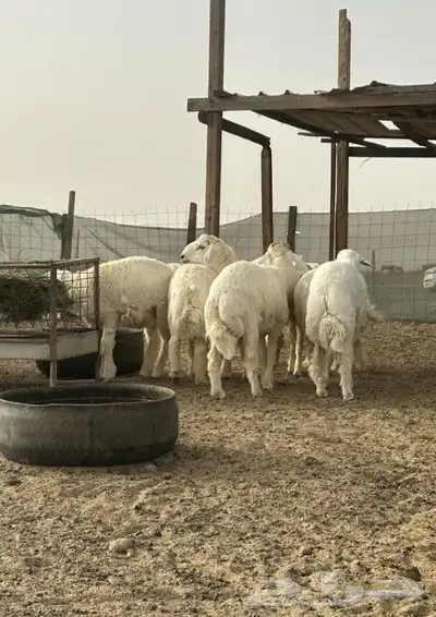 خرفان حريات ماشاء الله تبارك الله للبيع أعمارها من 6.8معل ال 3
