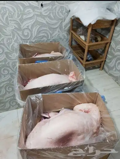 خرفان حريات ماشاء الله تبارك الله للبيع أعمارها من 6.8معل ال 0