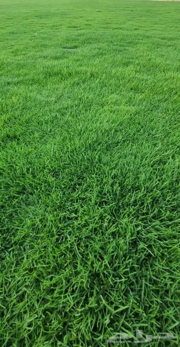 ثيل طبيعي سي2000درجه اولى 1