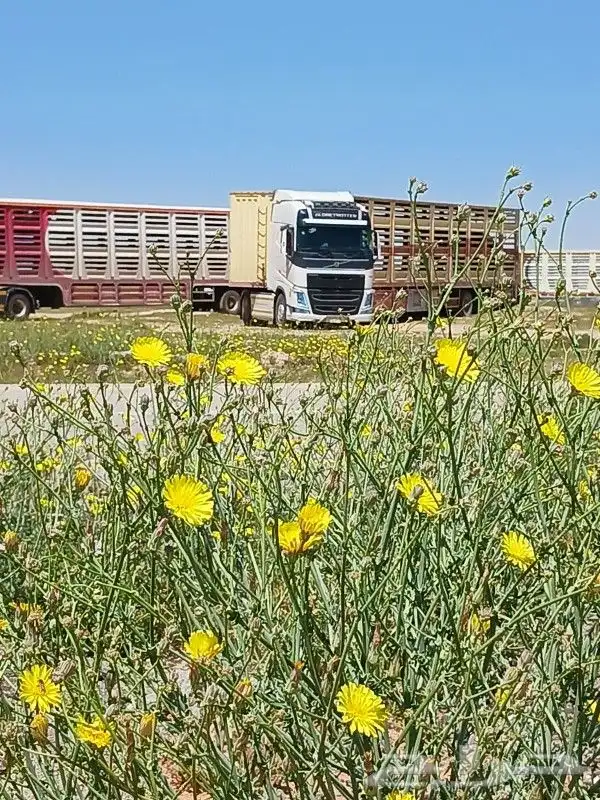 لوبد بكره سحب 0