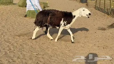 نعجه نجديه طيبه 1
