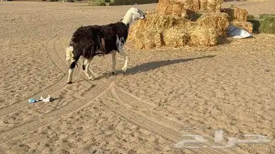 نعجه نجديه طيبه 5