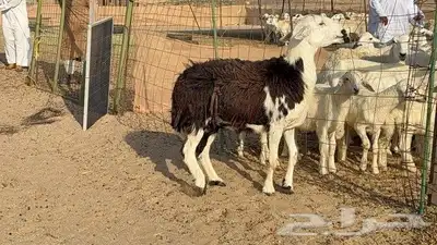 نعجه نجديه طيبه 2
