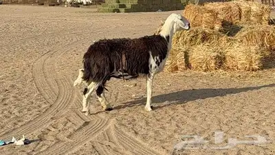 نعجه نجديه طيبه 7