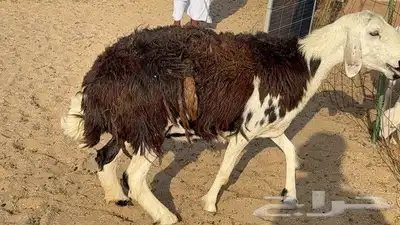 نعجه نجديه طيبه 3