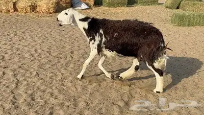 نعجه نجديه طيبه 4
