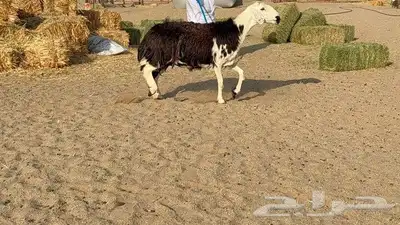 نعجه نجديه طيبه 6